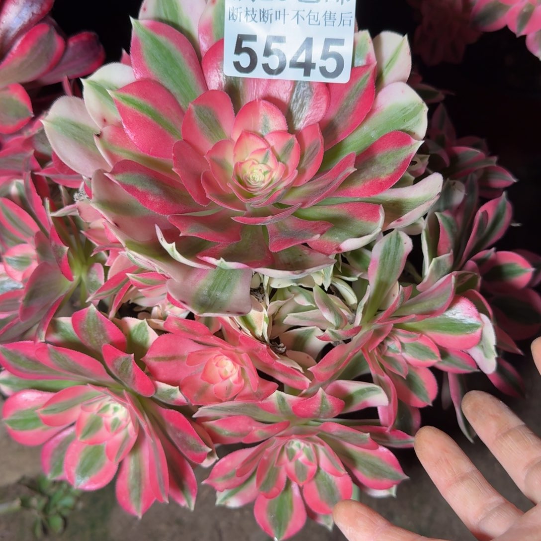 5545女巫多肉植物