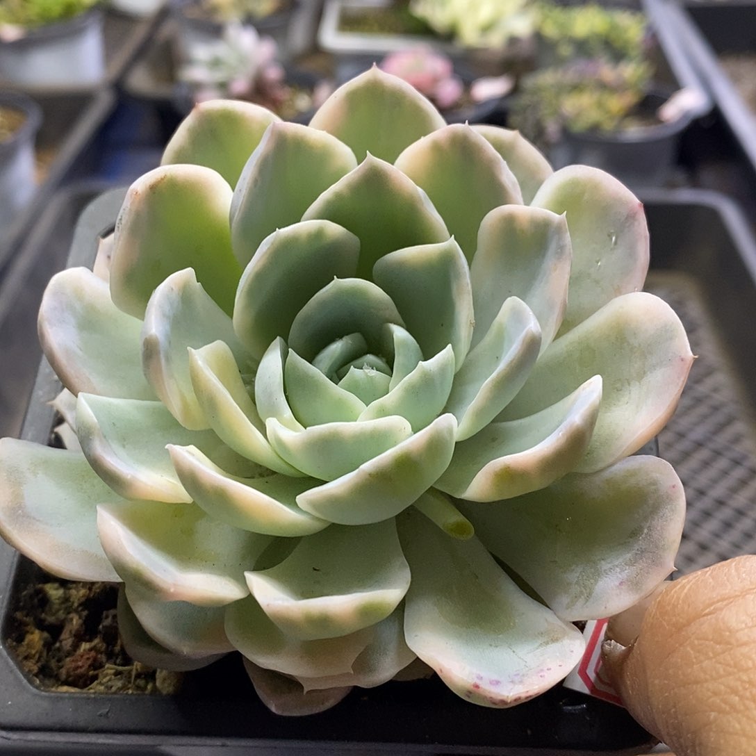 05196雪球锦多肉植物