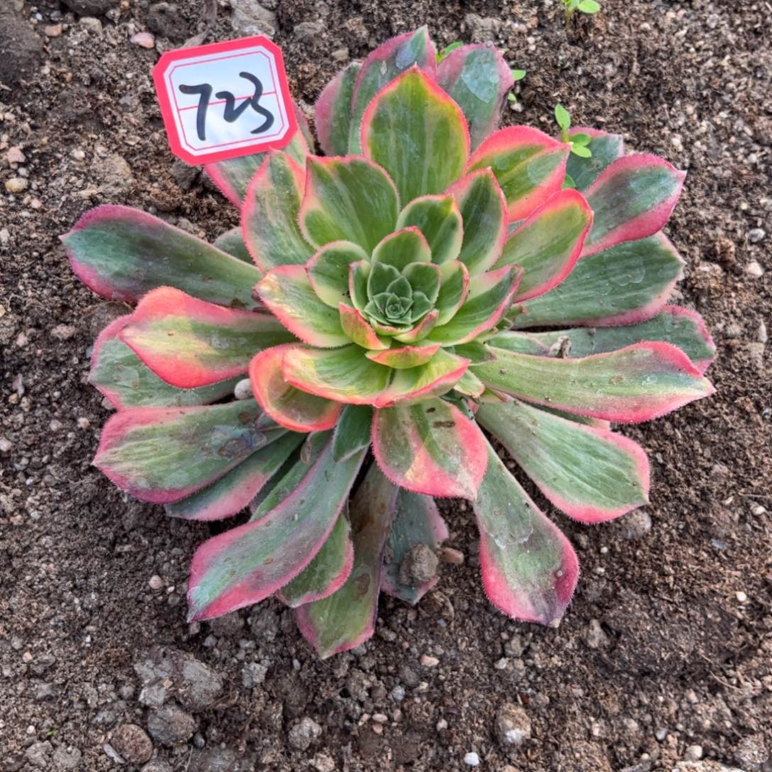 723多肉植物拉菲皇后