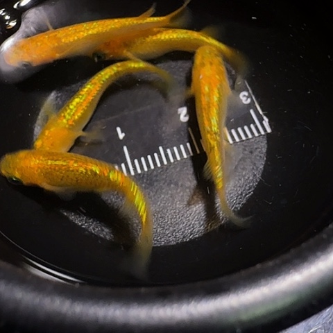 青鳉鱼一物一拍478