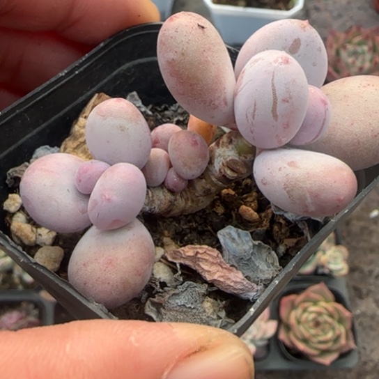 202彩虹奶多肉植物多