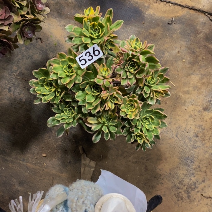 安*儿536 甜茶法师11111