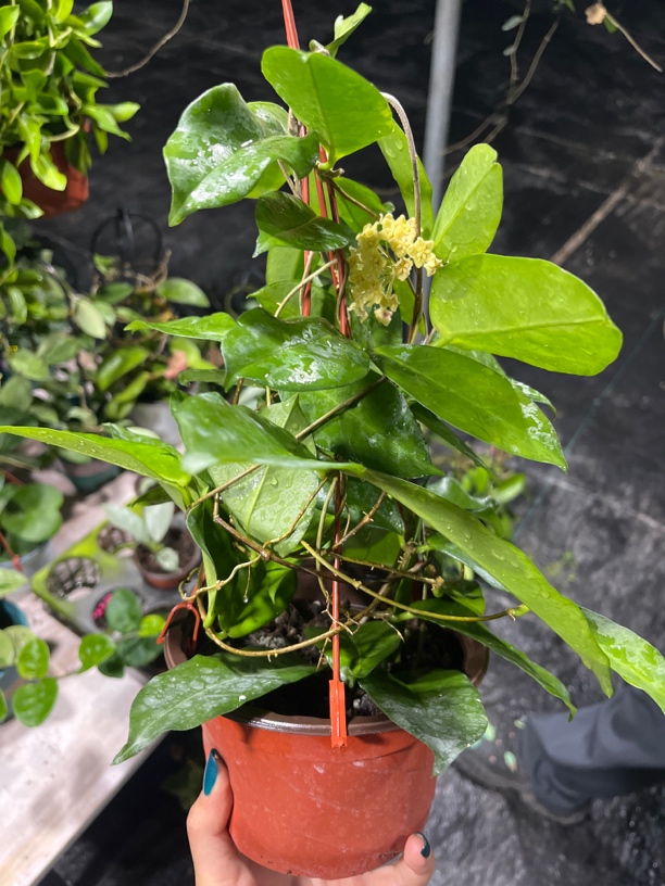 【山地】球兰盆栽 爬藤攀援吊兰植物