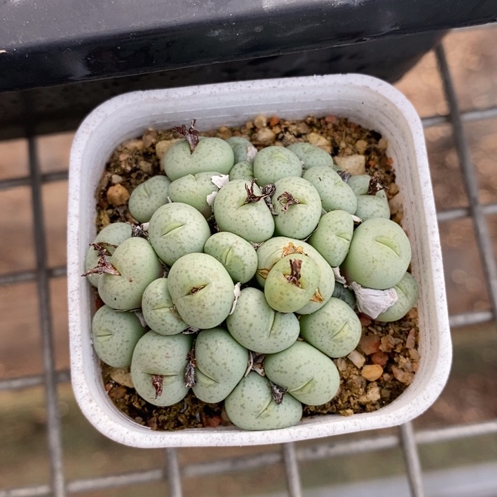 伯克利和格蕾纳等著名音乐