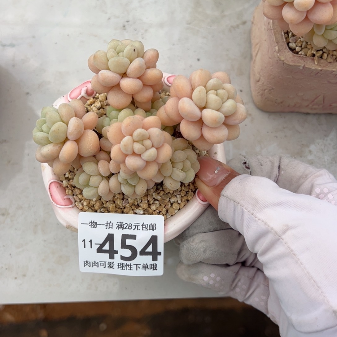 洛可可多肉多肉多肉多肉