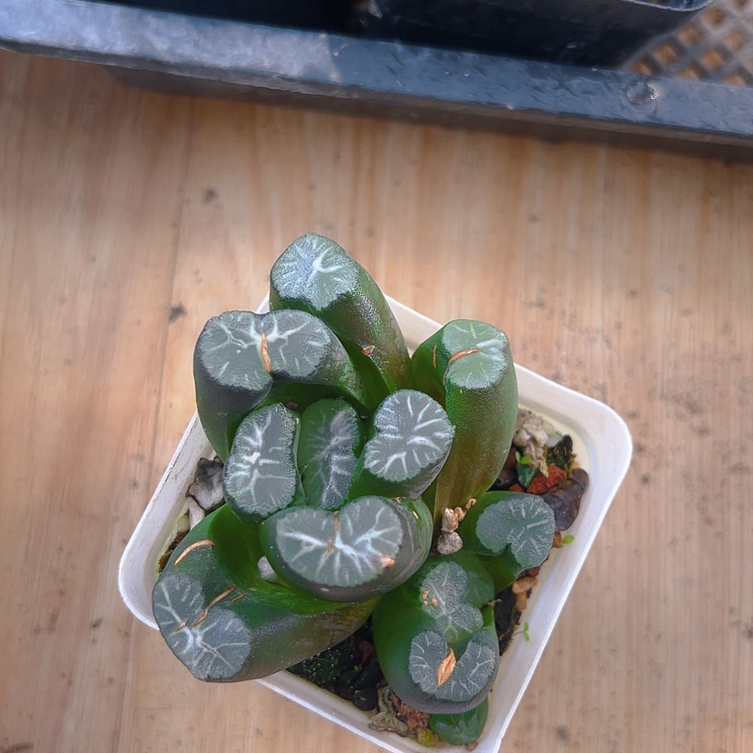 丽人万象多肉多肉1