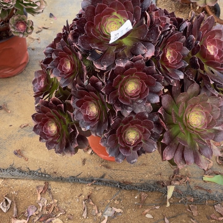 536黑美人断枝法师多肉断枝不售后