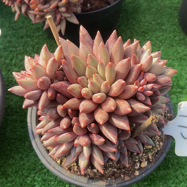 丽娟花卉红蜻蜓手捧