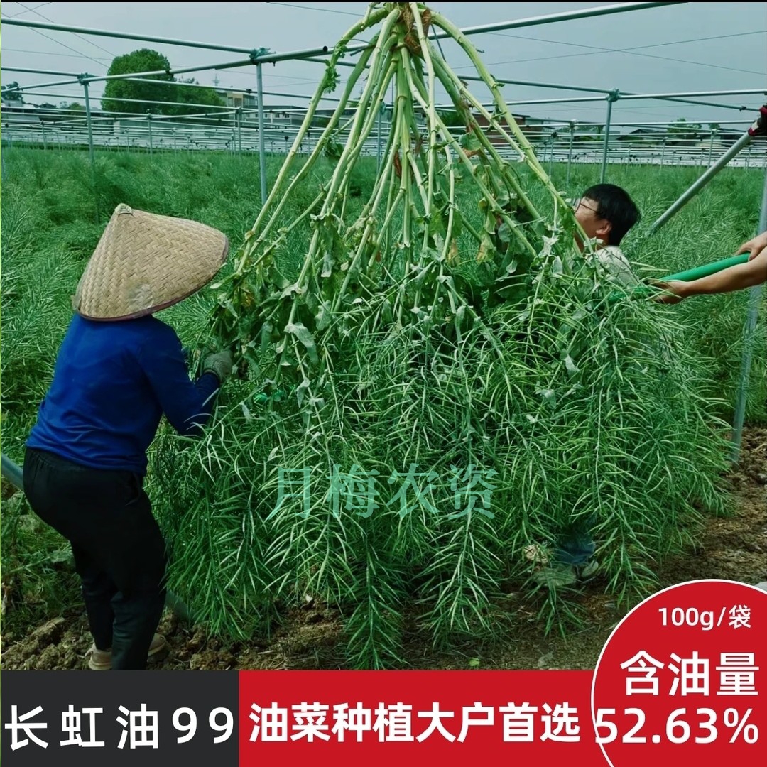 长虹油99油菜种子出油率52.63%早熟抗病抗倒矮杆油菜籽种子