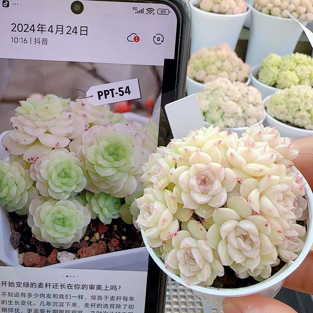 1230-4（ppt-54）优选