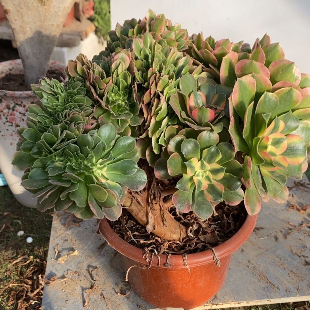 不开花植物1133号香妃缀化1颗多肉