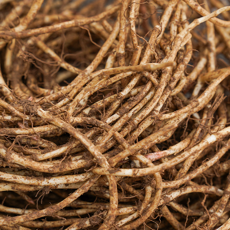 （半斤尝鲜）贵州现挖现发折耳根嫩根农家自种鱼腥草凉拌带泥发货