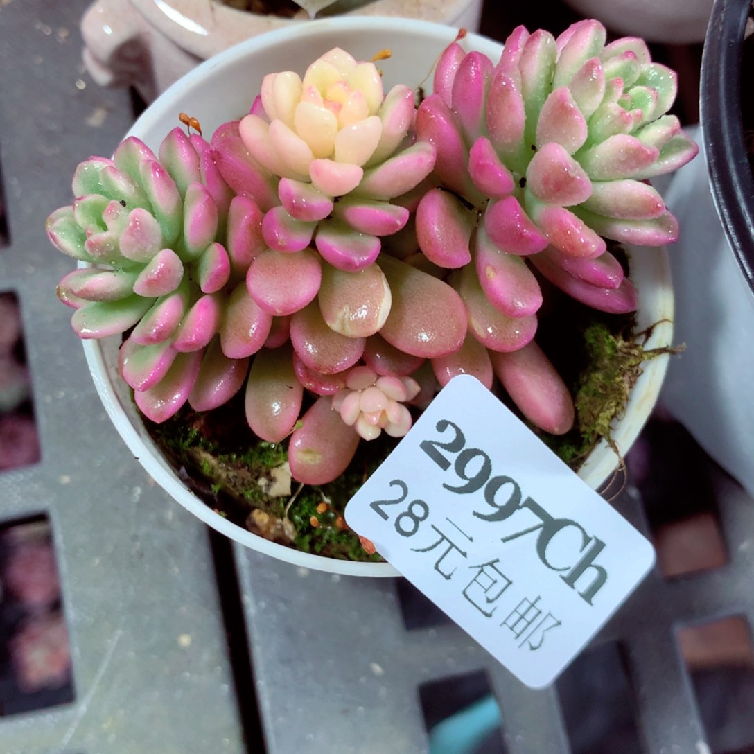 5厘米盆精控多肉2997