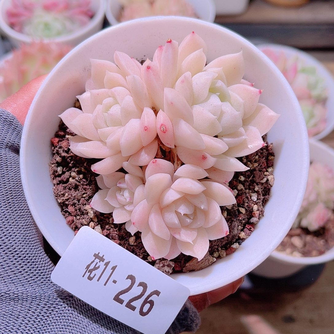 花11-226白冰雪群