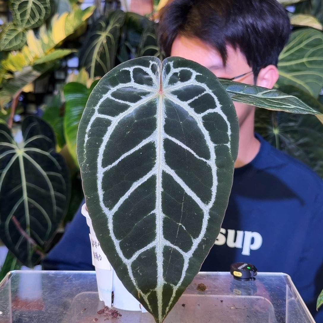 完全开放V169 米歇尔杂银骑士