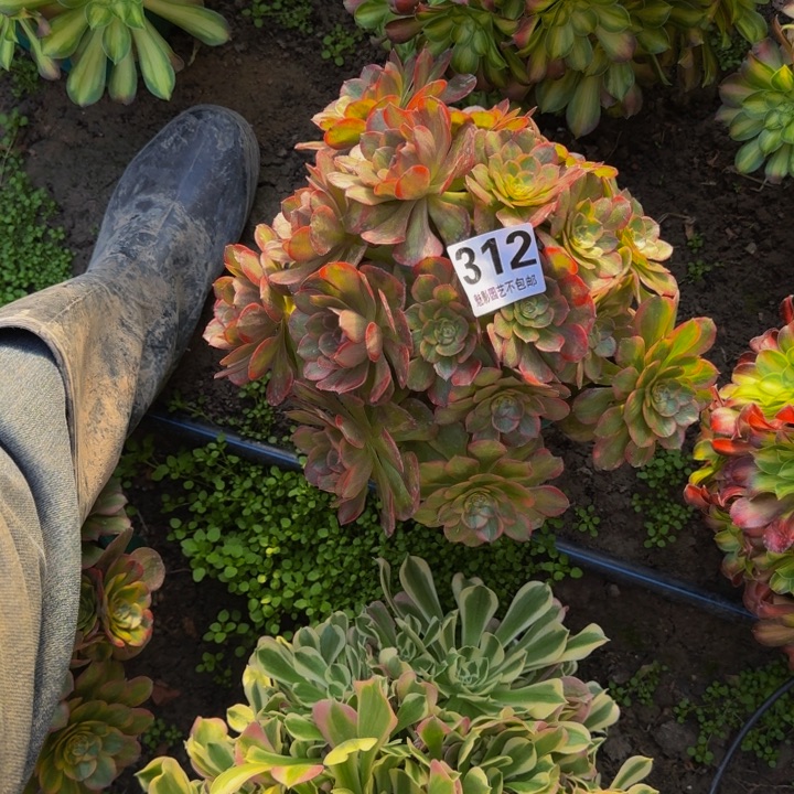 火狐花27-23包邮花花