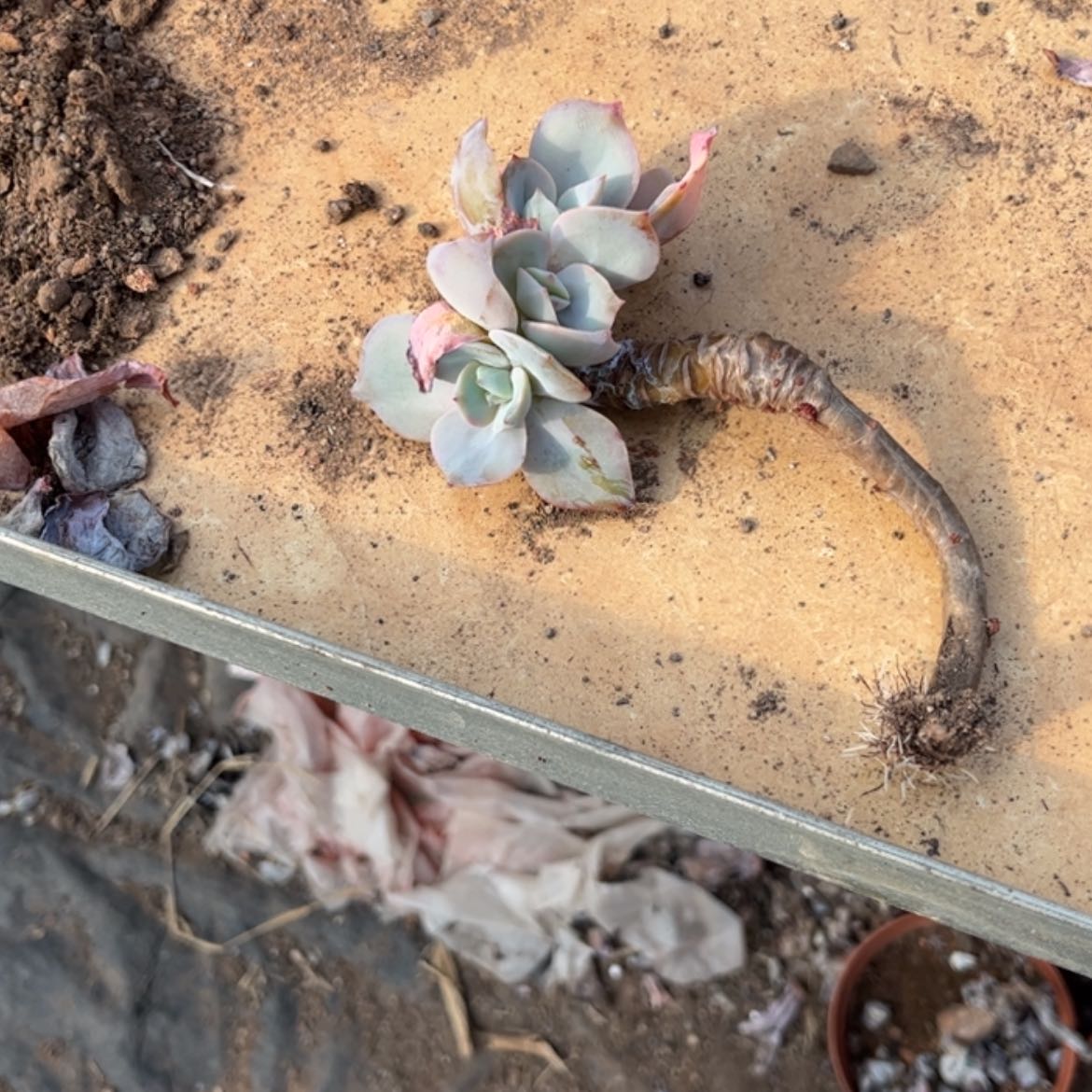 【闪购商品】无花朵*️****