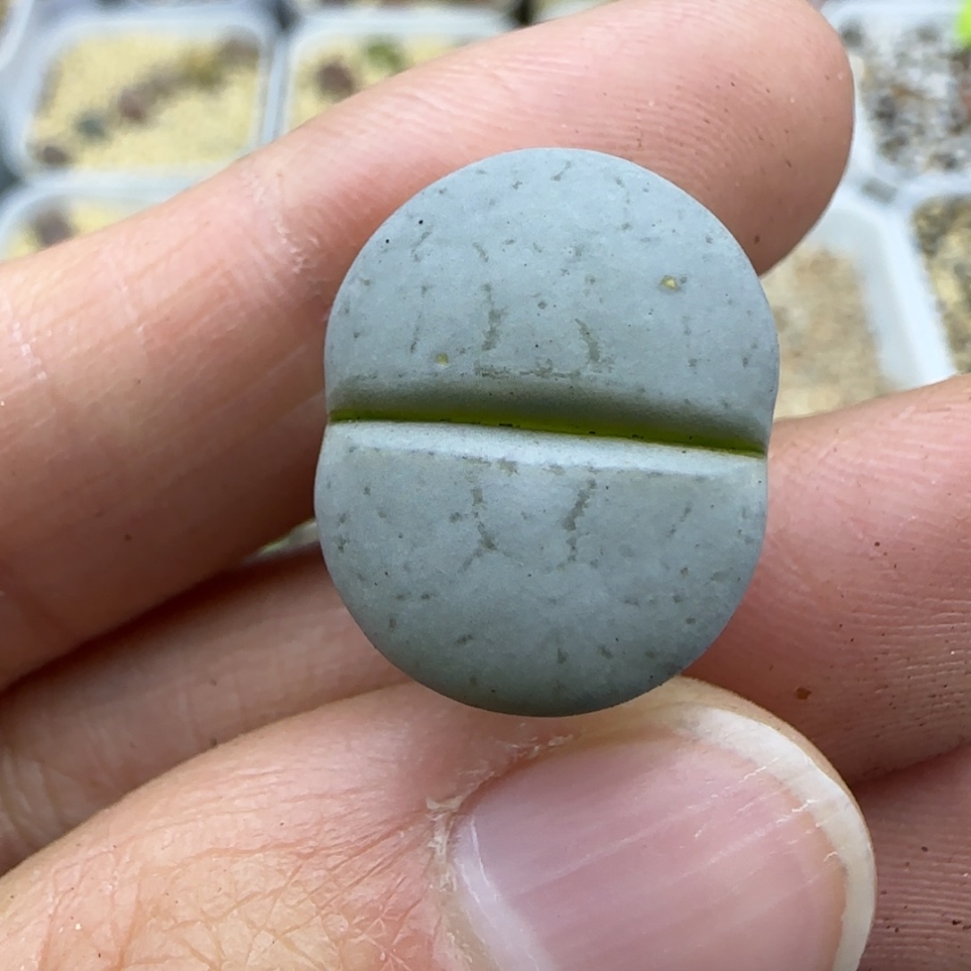 996 清框福利30包邮