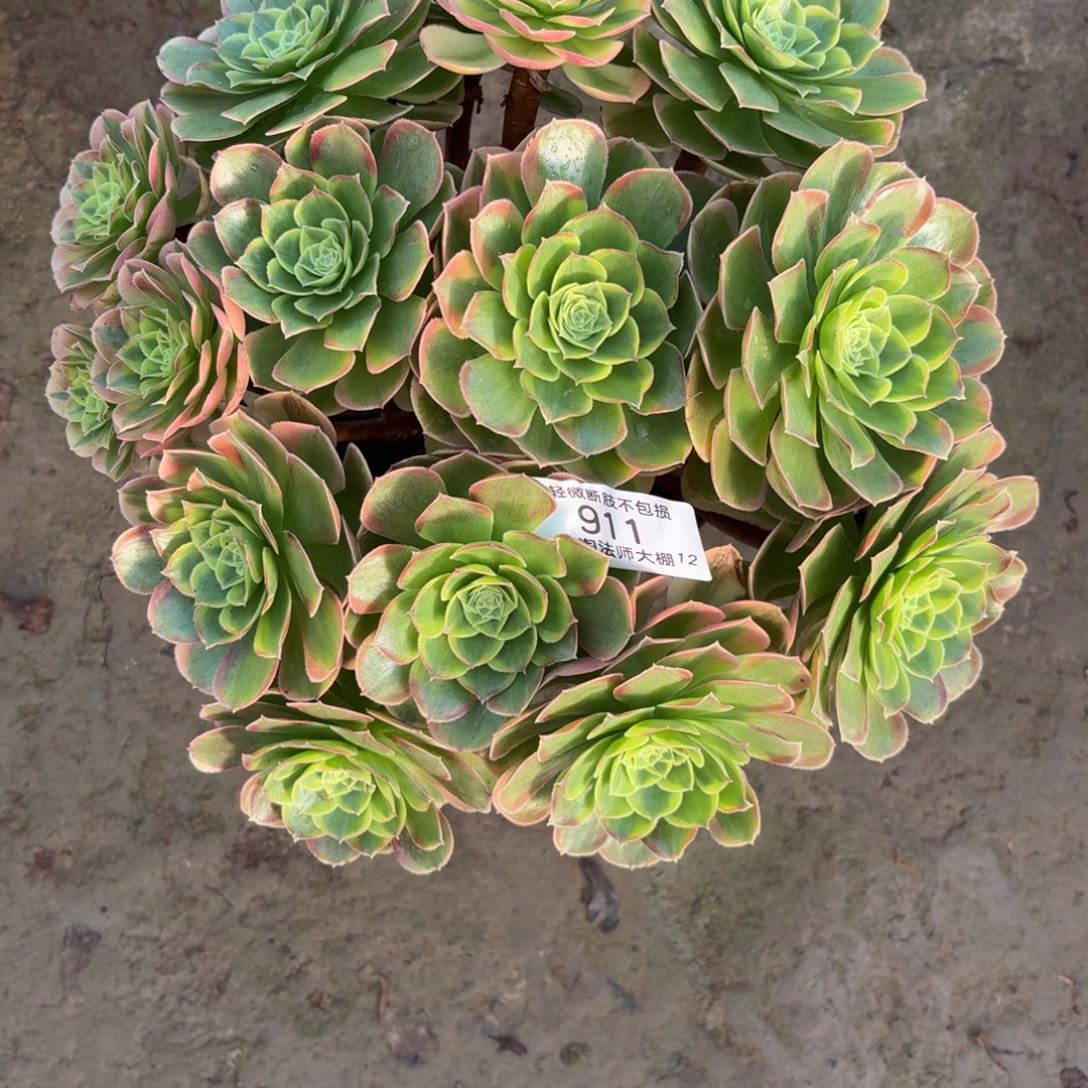 911万圣节奶白丛林多肉植物法师