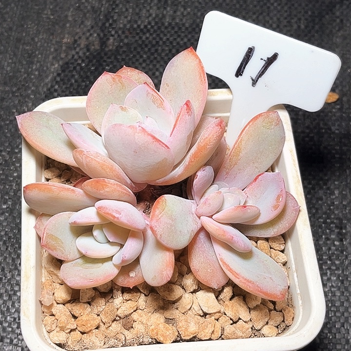 奶茶11号码牌子的话题
