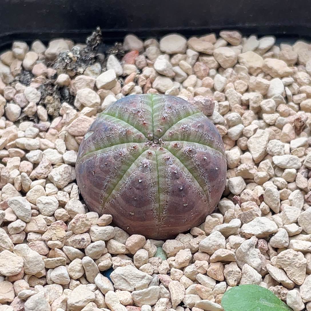 实生胭脂欧系布纹球 微瑕