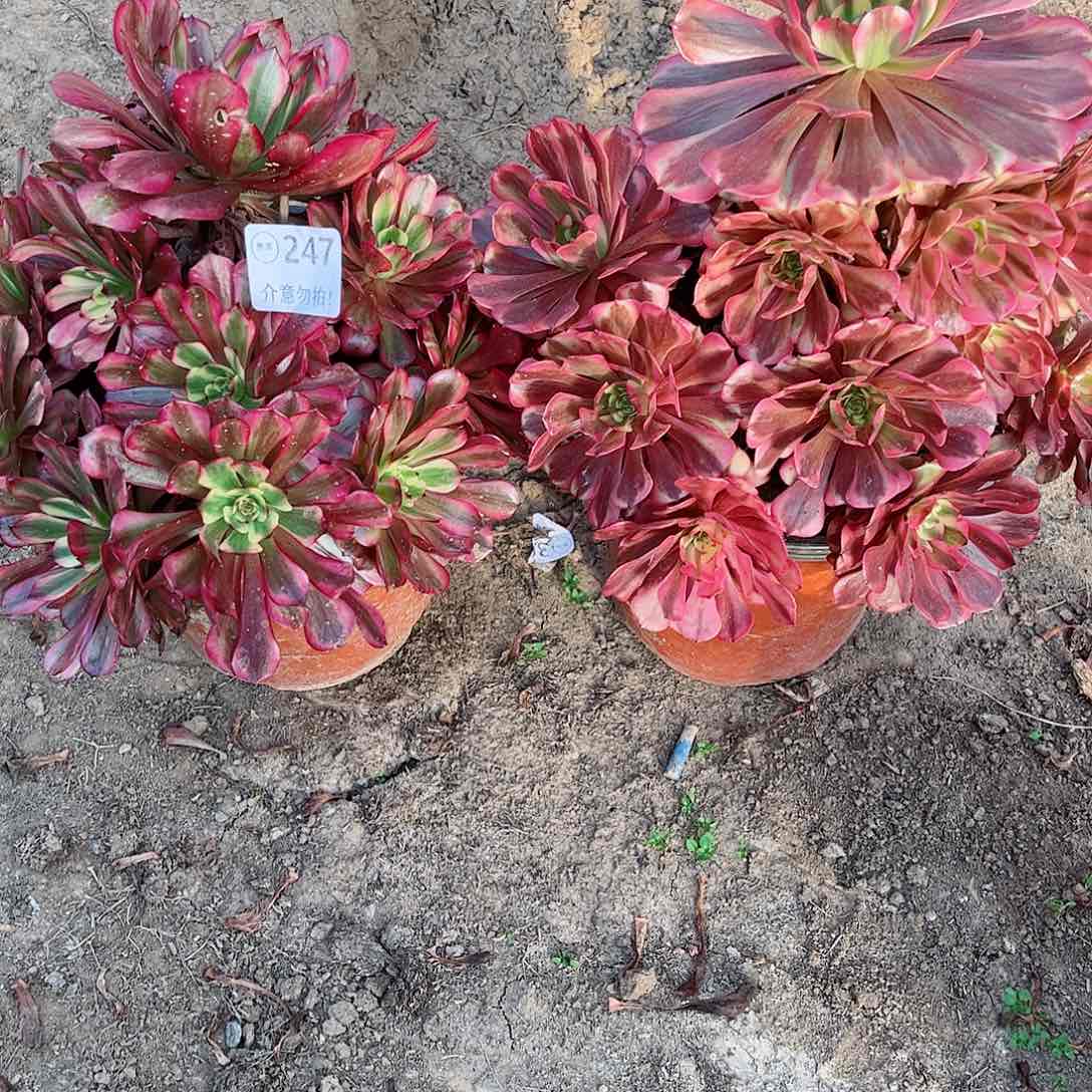 无花朵多肉植物组合247