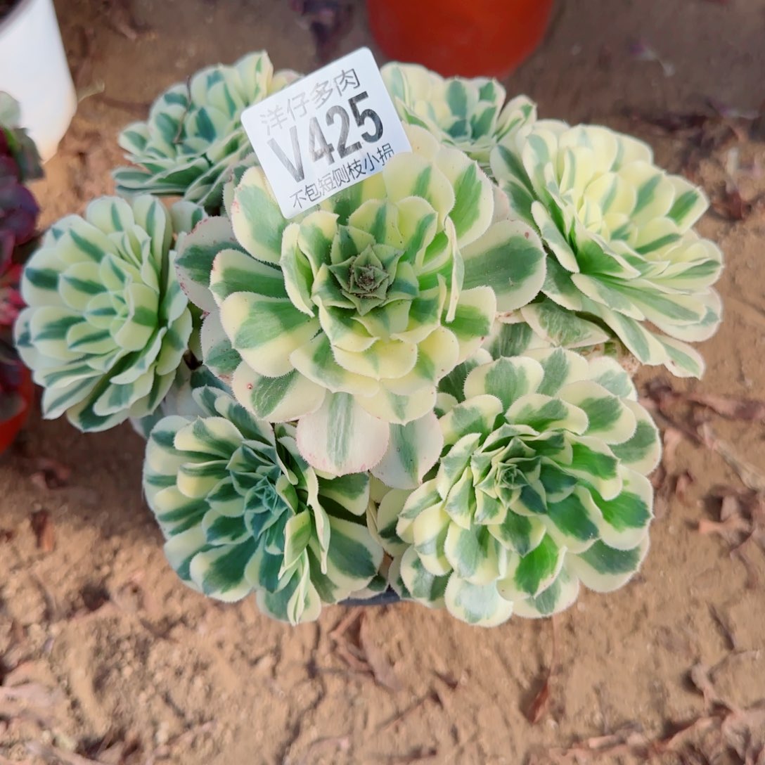 迈巴赫法师425冠幅20