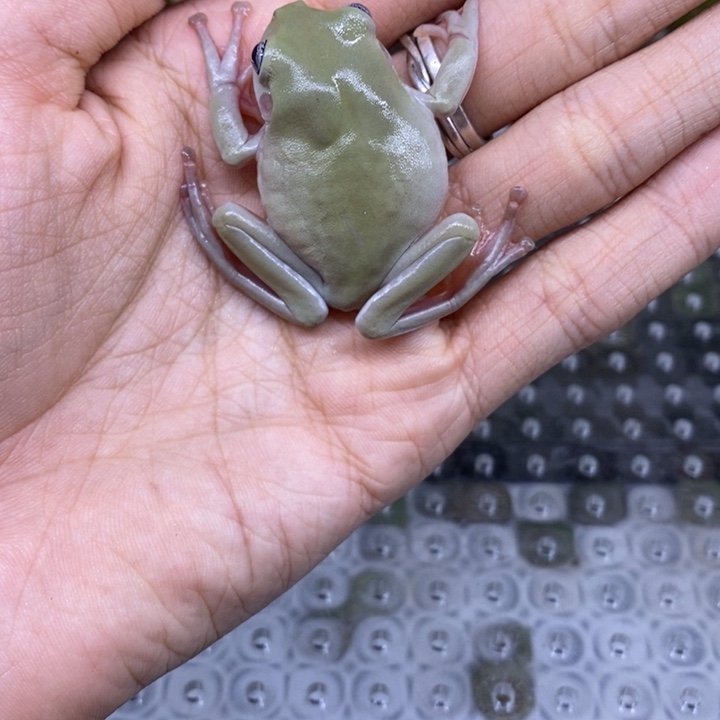 老爷树蛙素皮灰皮蓝眼