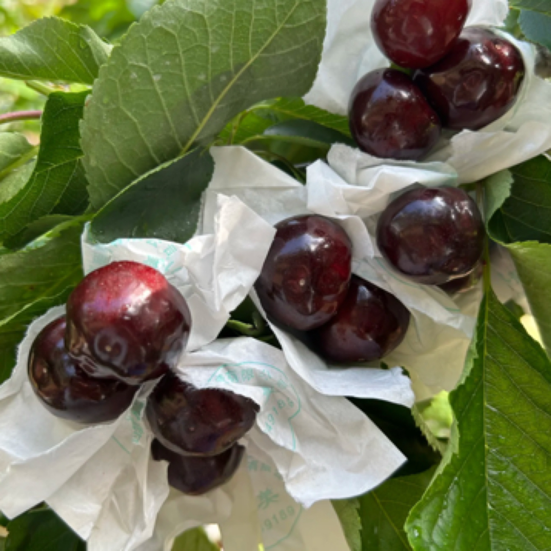 汉源黑珍珠套袋R车厘子（2-3斤）冰糖脆利比里亚