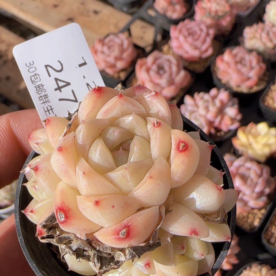 麦秆手捧花一颗脱土发货