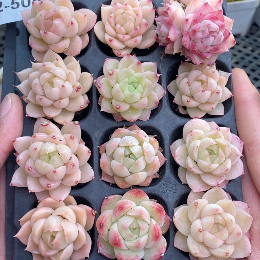 2-505 新疆西藏内蒙不发其他12.8包邮两到三公分多肉