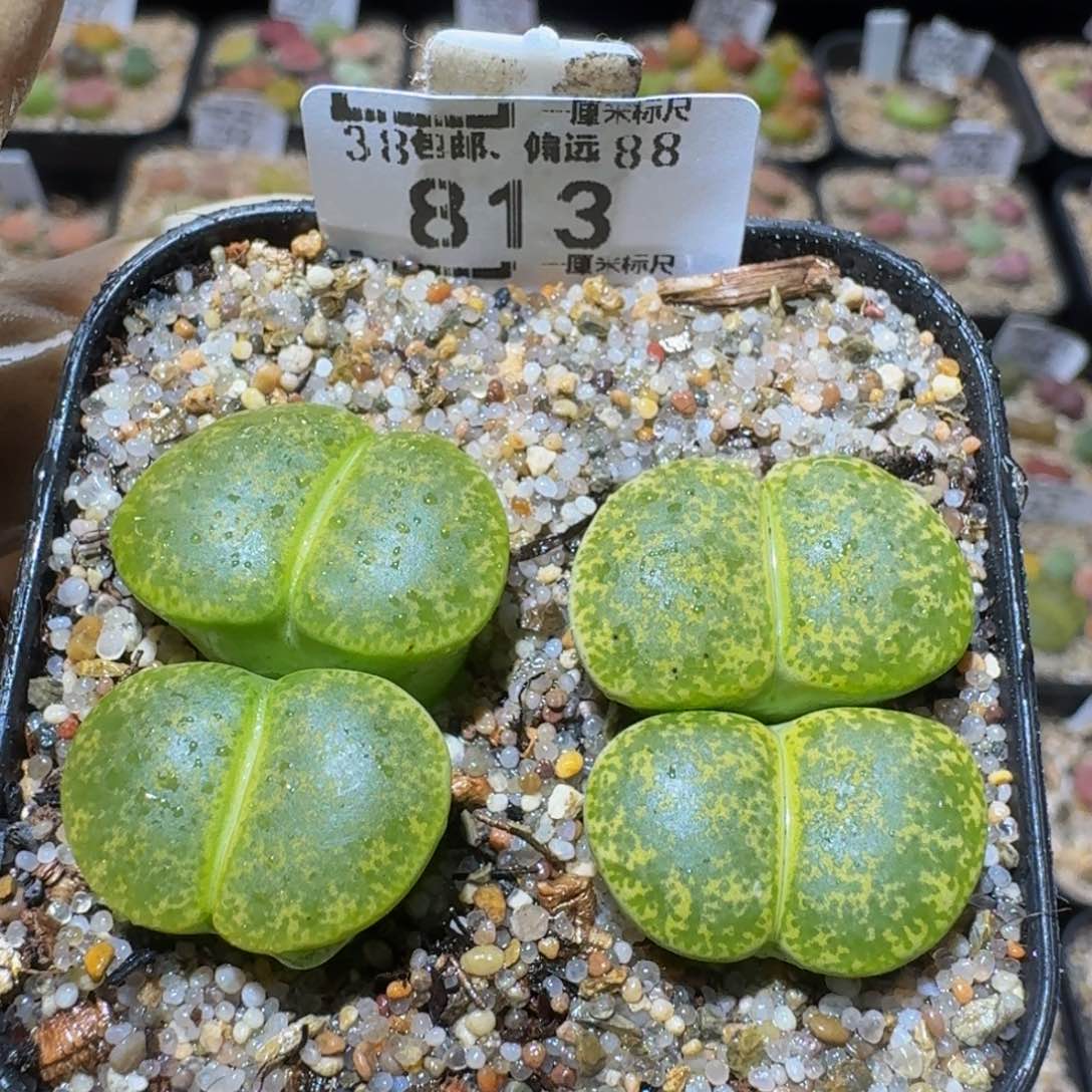 Ssss生石花肉锥813