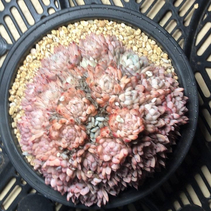 刘*6384////////////////