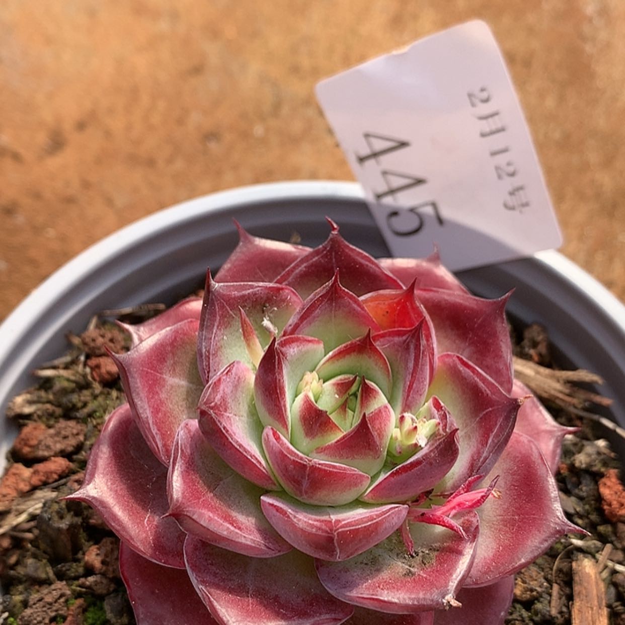 【闪购商品】云445号