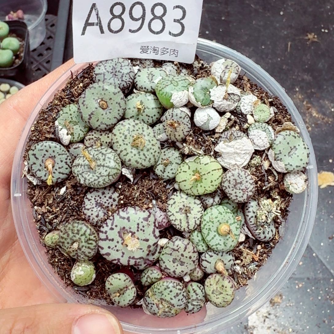 8983–-零下地区需拍保温箱