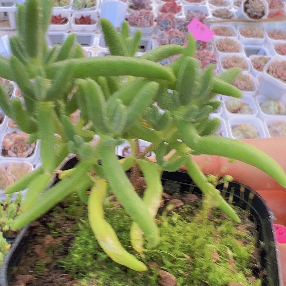香蕉枝干19包邮多肉