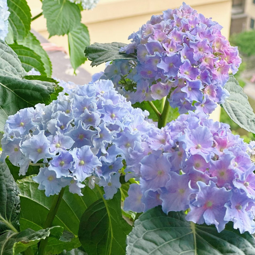 细高跟绣球花 两加仑 好养易活室内外花卉植物