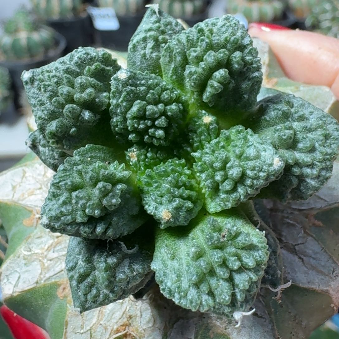 【闪购商品】无花朵哥怒小苗413