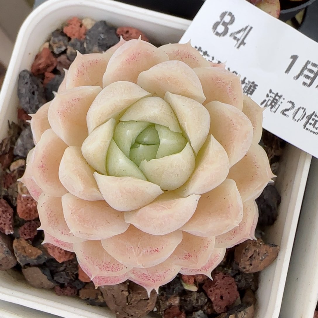 花语逸镜0128-84