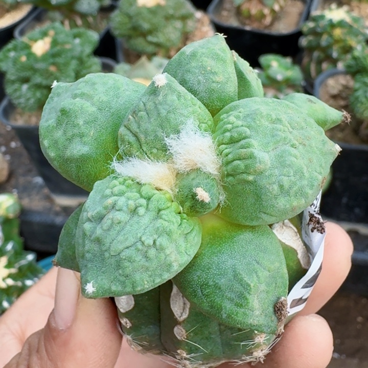 无花朵550栗源怒涛苗