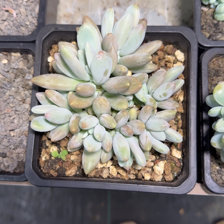 白兰地 群生  一物一拍