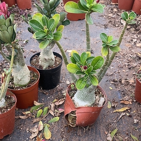 【闪购商品】夏*绿植