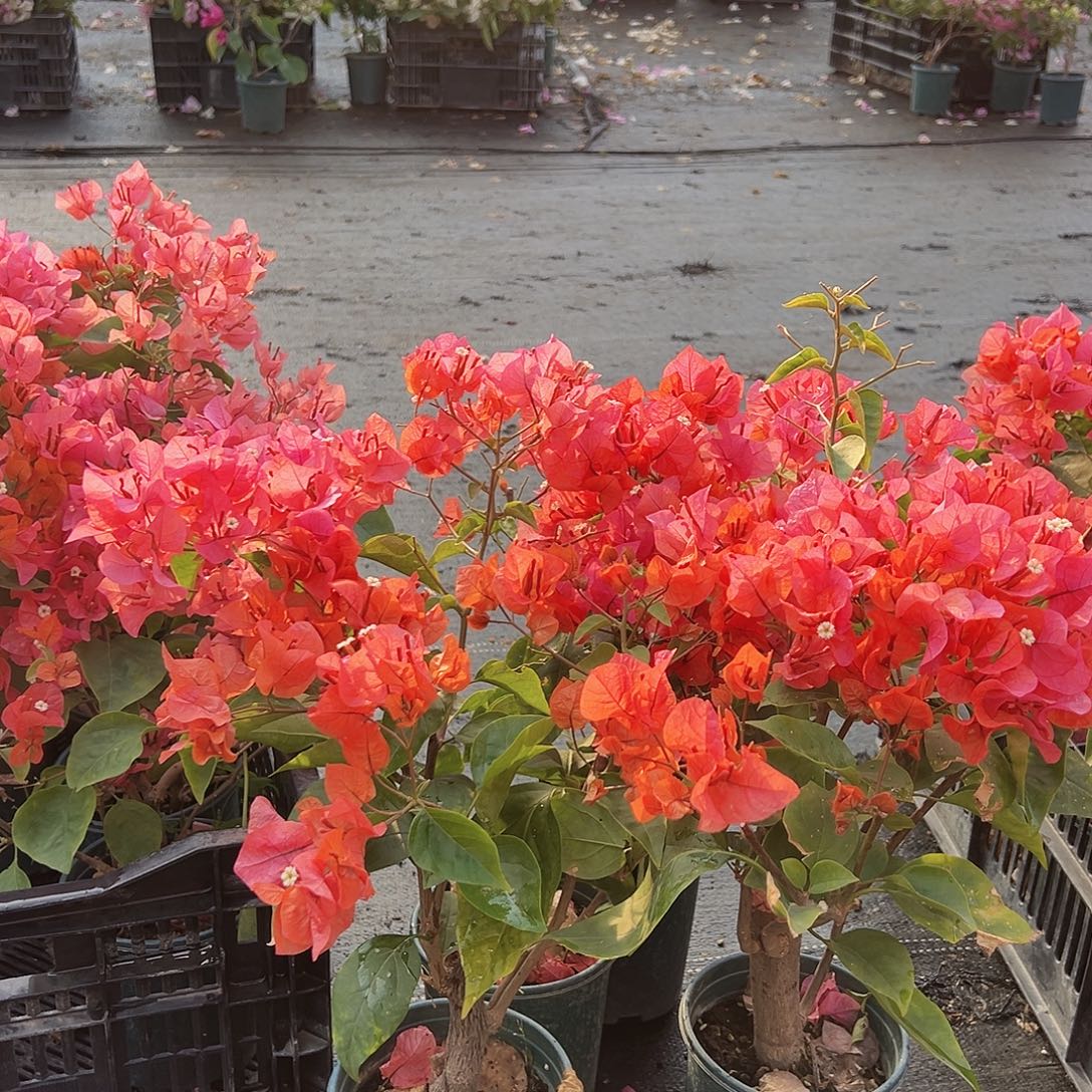 大部分花苞少量开放波妹掌中宝一棵