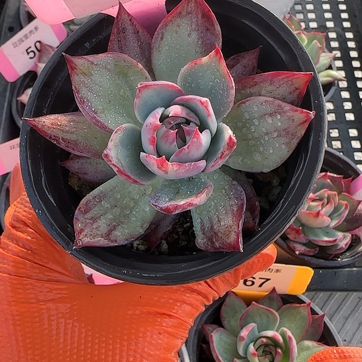 24 惊鸿仙子多肉植物6-9cm