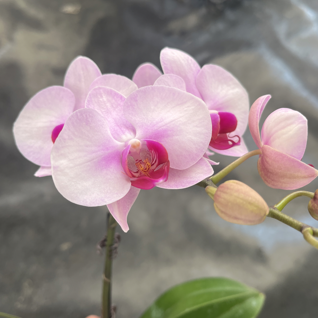 鲜花《杭州美人》蝴蝶兰云南源头基地直发