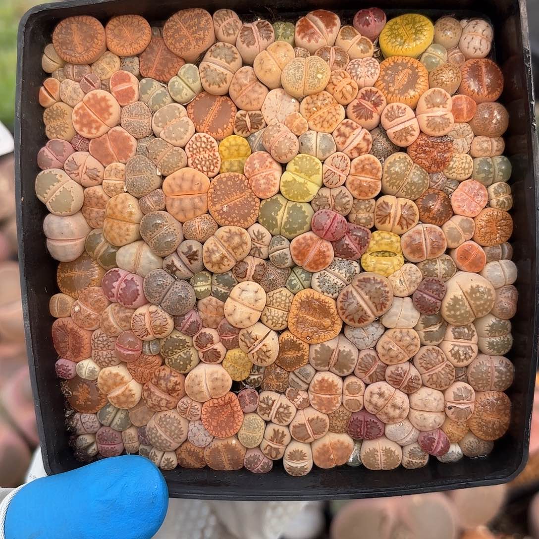 464 生石花彩套 带盆土