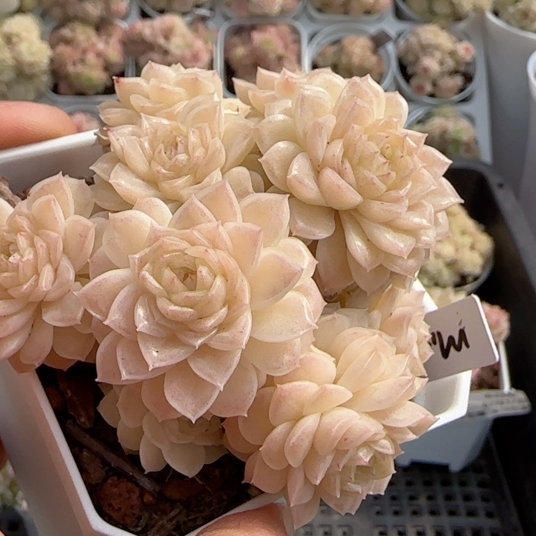 a**.【闪购商品】0217-70（m1-51）