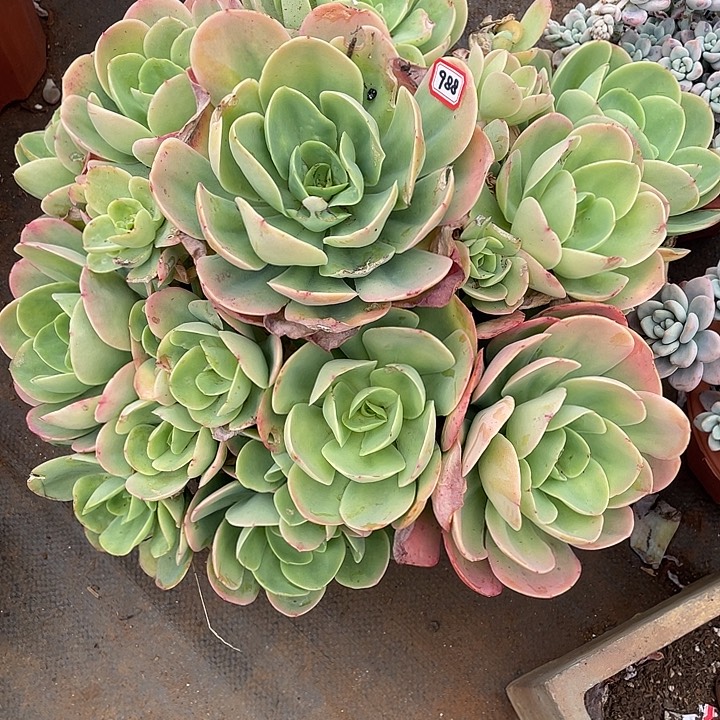 988骑兵一物一拍多肉