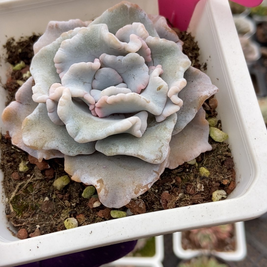 126饺子皮多肉植物多肉