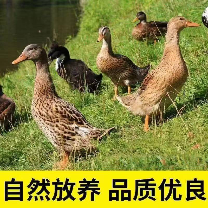 KK精选5只自然生长新鲜宰杀鸭子无内脏无掌翅京东顺丰包邮到家